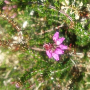 Photographie n°2182078 du taxon Erica cinerea L. [1753]