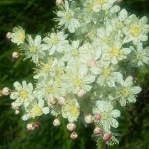 Photographie n°2182086 du taxon Filipendula vulgaris Moench [1794]