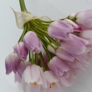 Photographie n°2182096 du taxon Allium roseum L. [1753]