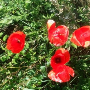 Photographie n°2182108 du taxon Papaver rhoeas L. [1753]