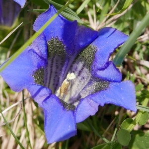 Photographie n°2182119 du taxon Gentiana angustifolia Vill. [1787]