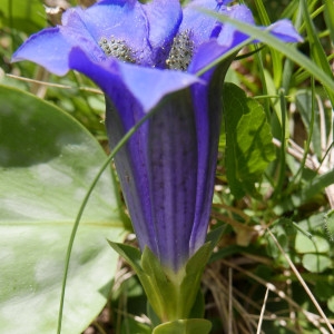 Photographie n°2182120 du taxon Gentiana angustifolia Vill. [1787]