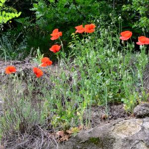 Photographie n°2182162 du taxon Papaver rhoeas L. [1753]