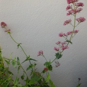 Photographie n°2182207 du taxon Centranthus ruber (L.) DC. [1805]