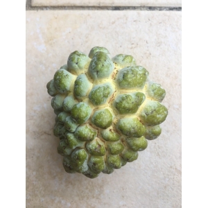 Annona squamosa L. (Pomme cannelle)