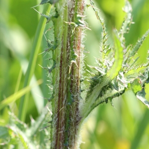 Photographie n°2182232 du taxon Cirsium palustre (L.) Scop. [1772]