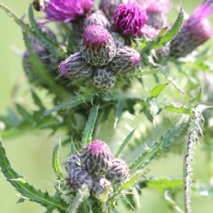 Photographie n°2182233 du taxon Cirsium palustre (L.) Scop. [1772]