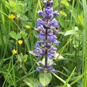 Photographie n°2182277 du taxon Ajuga reptans L. [1753]