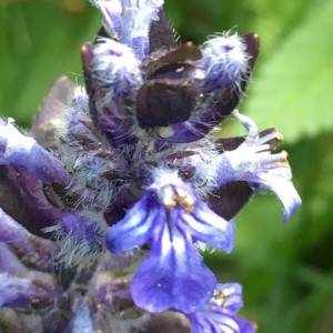 Photographie n°2182278 du taxon Ajuga reptans L. [1753]