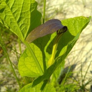 Photographie n°2182309 du taxon Aristolochia rotunda L. [1753]