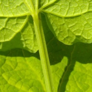 Photographie n°2182311 du taxon Aristolochia rotunda L. [1753]