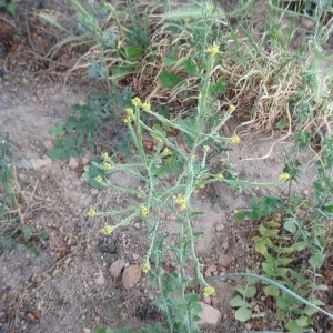 Photographie n°2182327 du taxon Sisymbrium officinale (L.) Scop. [1772]