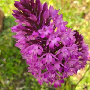 Photographie n°2182376 du taxon Anacamptis pyramidalis (L.) Rich. [1817]