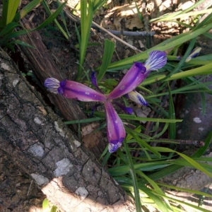 Photographie n°2182401 du taxon Iris graminea L. [1753]