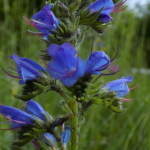 Photographie n°2182446 du taxon Echium vulgare L. [1753]