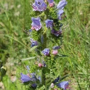 Photographie n°2182453 du taxon Echium vulgare L. [1753]