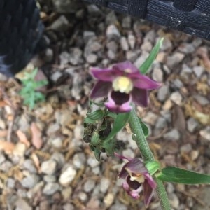 Photographie n°2182461 du taxon Epipactis helleborine (L.) Crantz [1769]