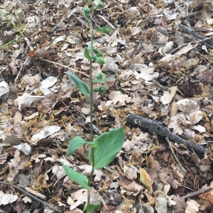 Photographie n°2182463 du taxon Epipactis helleborine (L.) Crantz [1769]