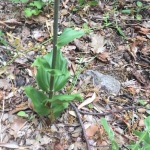 Photographie n°2182464 du taxon Epipactis helleborine (L.) Crantz [1769]