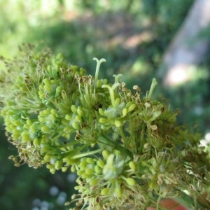 Photographie n°2182485 du taxon Acer pseudoplatanus L.