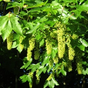 Photographie n°2182487 du taxon Acer pseudoplatanus L.