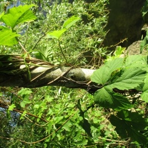 Photographie n°2182489 du taxon Humulus lupulus L.