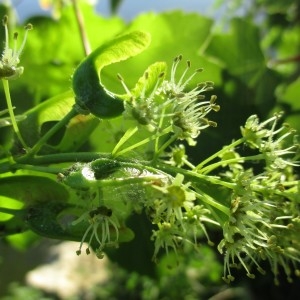 Photographie n°2182490 du taxon Acer pseudoplatanus L.