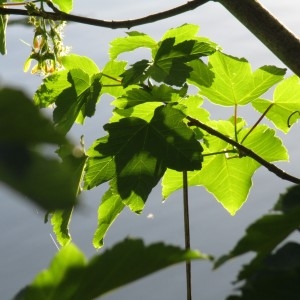 Photographie n°2182492 du taxon Acer pseudoplatanus L.