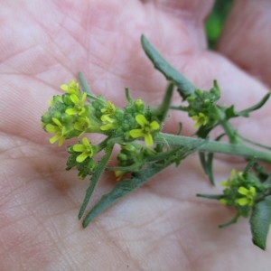 Photographie n°2182515 du taxon Sisymbrium officinale (L.) Scop.