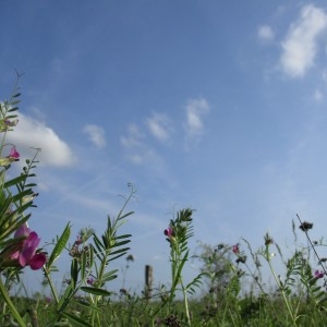 Photographie n°2182516 du taxon Vicia sativa L.