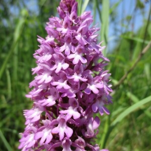 Photographie n°2182533 du taxon Anacamptis pyramidalis (L.) Rich.