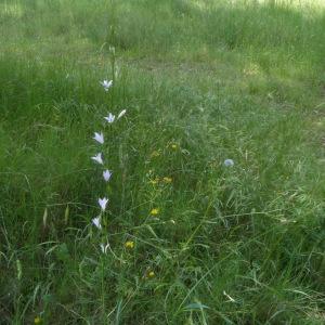 Photographie n°2182552 du taxon Campanula rapunculus L. [1753]