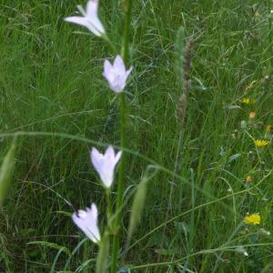 Photographie n°2182553 du taxon Campanula rapunculus L. [1753]