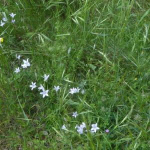 Photographie n°2182554 du taxon Campanula rapunculus L. [1753]