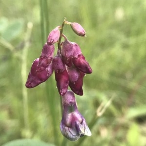 Photographie n°2182567 du taxon Lathyrus niger (L.) Bernh. [1800]