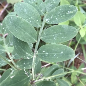 Photographie n°2182568 du taxon Lathyrus niger (L.) Bernh. [1800]