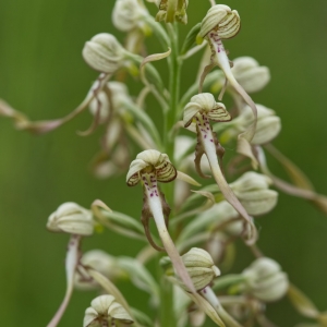 Photographie n°2182587 du taxon Himantoglossum hircinum (L.) Spreng. [1826]