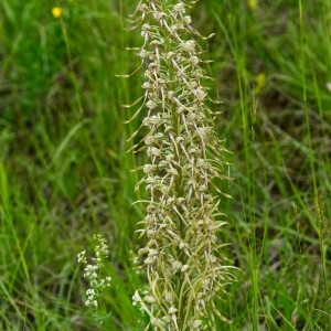 Photographie n°2182588 du taxon Himantoglossum hircinum (L.) Spreng. [1826]