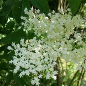 Photographie n°2182593 du taxon Sambucus nigra L. [1753]