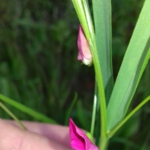 Photographie n°2182617 du taxon Lathyrus nissolia L. [1753]