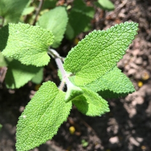 Photographie n°2182645 du taxon Teucrium scorodonia L. [1753]