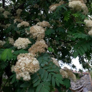 Photographie n°2182649 du taxon Sorbus aucuparia L. [1753]