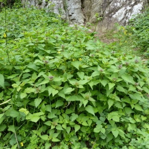 Photographie n°2182662 du taxon Lamium maculatum (L.) L. [1763]