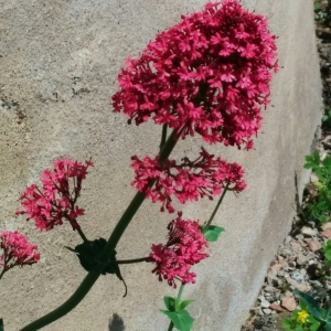 Photographie n°2182689 du taxon Centranthus ruber (L.) DC. [1805]