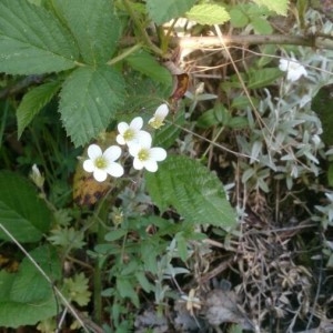 Photographie n°2182710 du taxon Saxifraga granulata L. [1753]