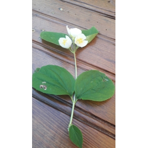 Philadelphus sp.