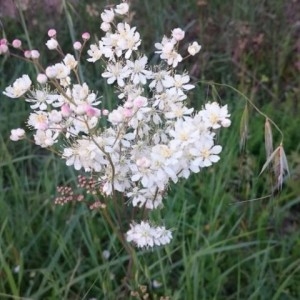 Photographie n°2182730 du taxon Filipendula vulgaris Moench [1794]