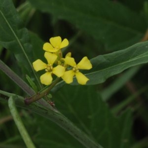 Photographie n°2182738 du taxon Rapistrum rugosum (L.) All. [1785]