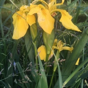 Photographie n°2182742 du taxon Iris pseudacorus L. [1753]