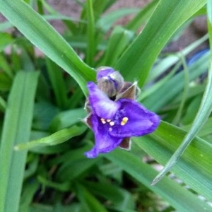 Photographie n°2182743 du taxon Tradescantia virginiana L. [1753]